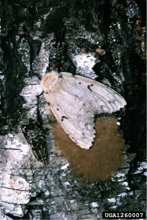 Adult Spongy Moth